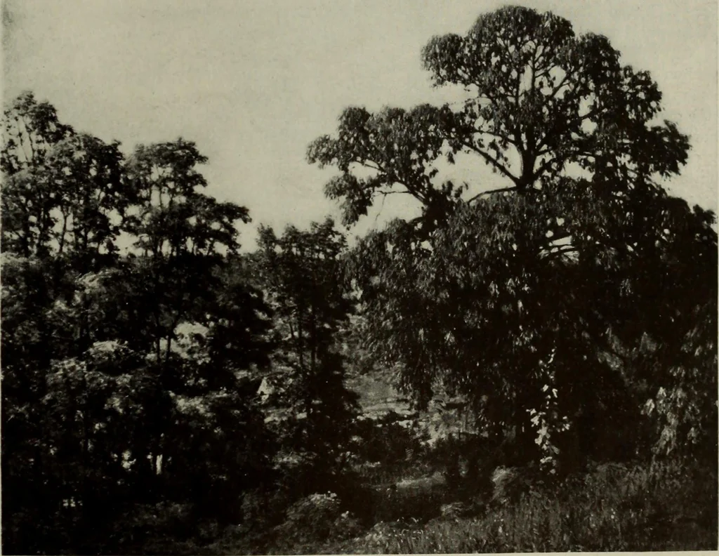 An illustration from International studio, 1897, leaf 44