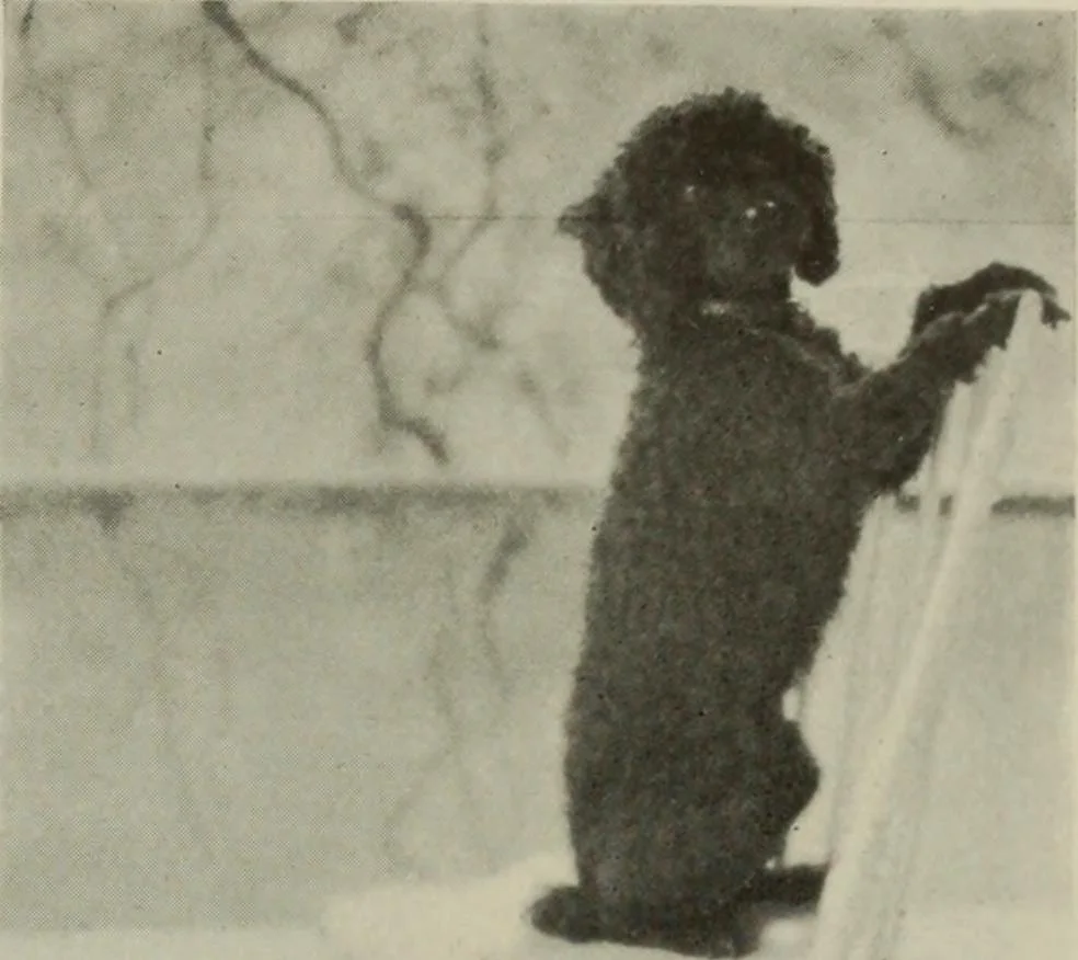An illustration from International studio, 1897, leaf 78