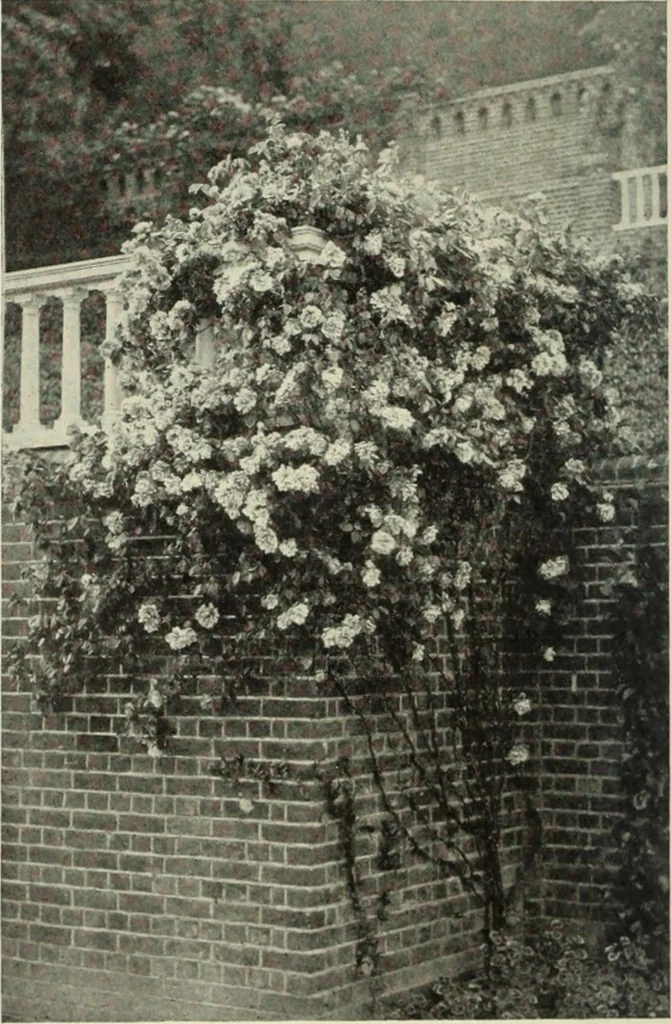 An illustration from International studio, 1897, leaf 365