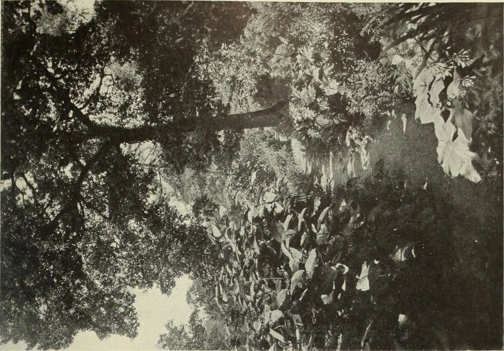 An illustration from International studio, 1897, leaf 366