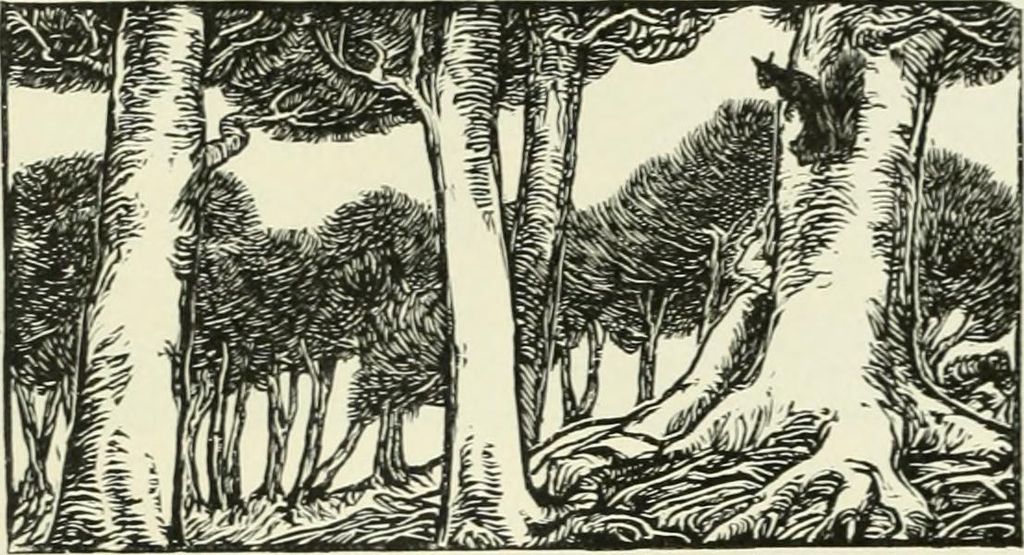 A cat in the woods