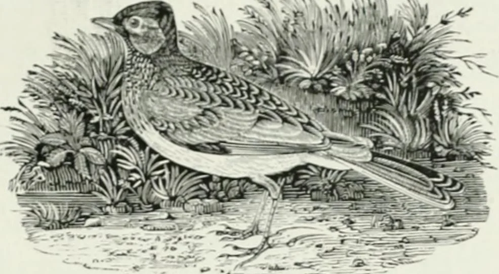 An illustration from International studio, 1897, leaf 100