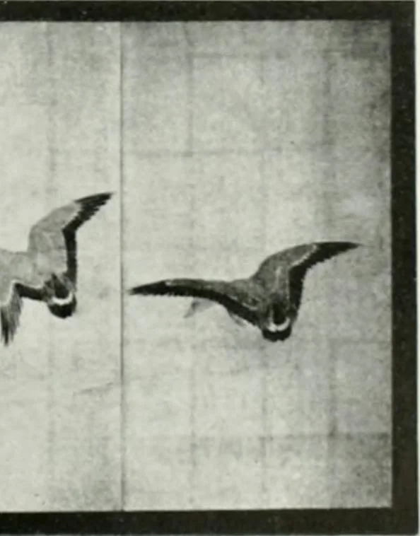 An illustration from International studio, 1897, leaf 58