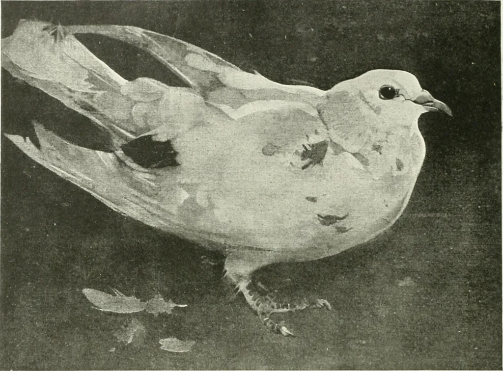An illustration from International studio, 1897, leaf 163