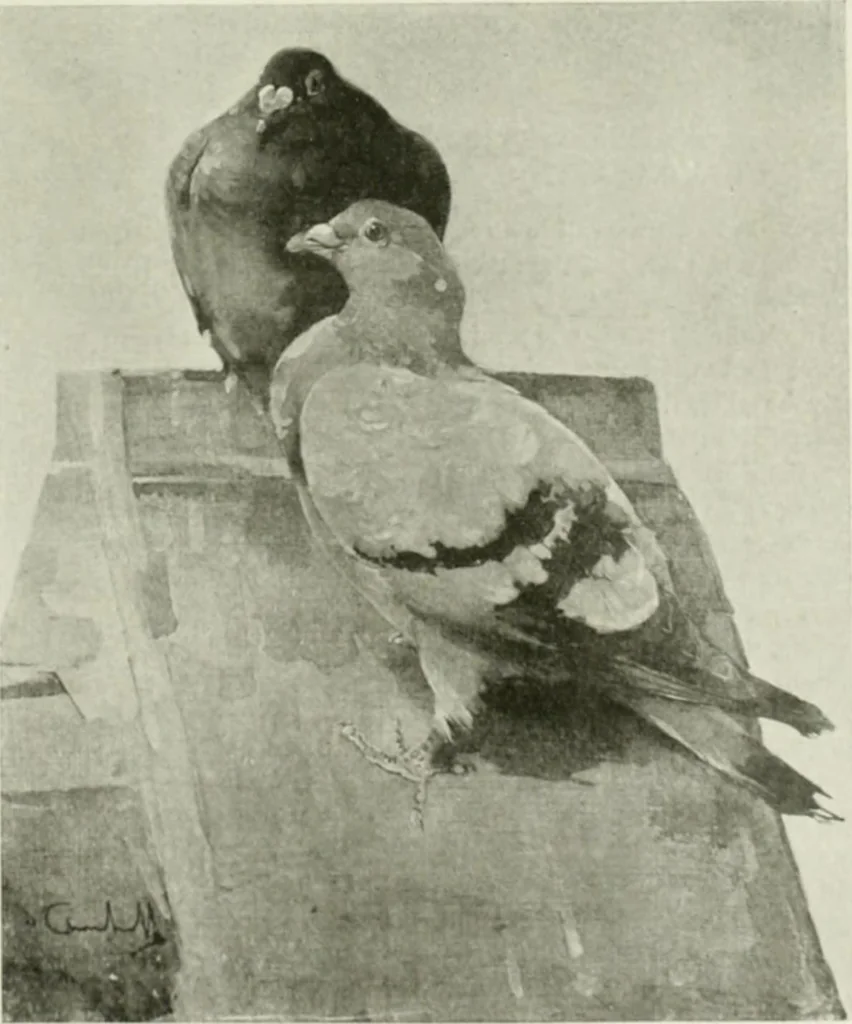 An illustration from International studio, 1897, leaf 164