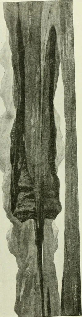 An illustration from International studio, 1897, leaf 125