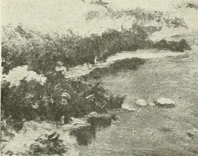 An illustration from International studio, 1897, leaf 213