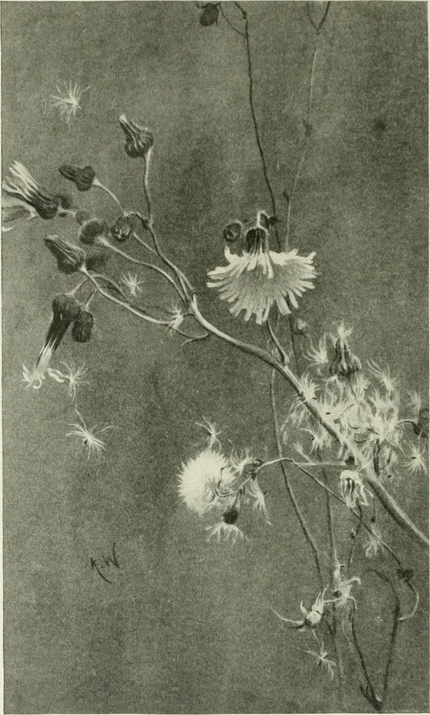 An illustration from International studio, 1897, leaf 213