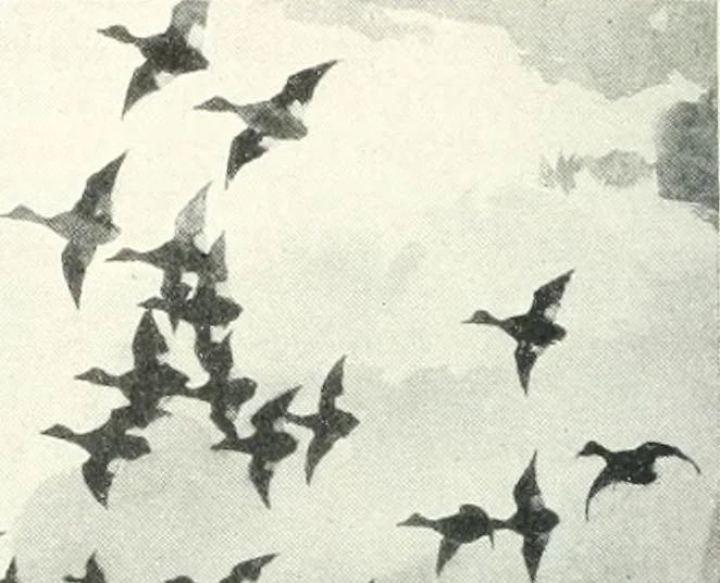 An illustration from International studio, 1897, leaf 133