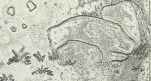An illustration from International studio, 1897, leaf 443