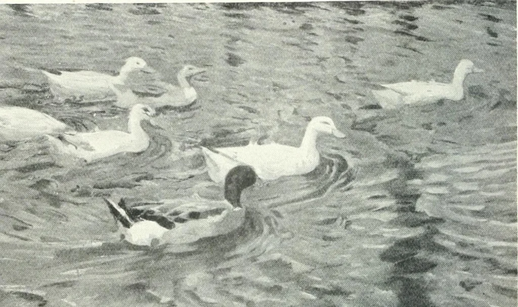 An illustration from International studio, 1897, leaf 502