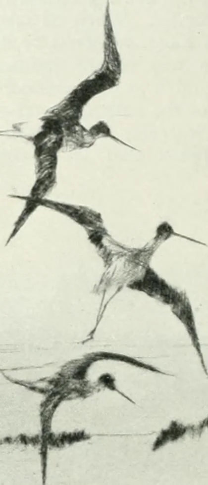 An illustration from International studio, 1897, leaf 363