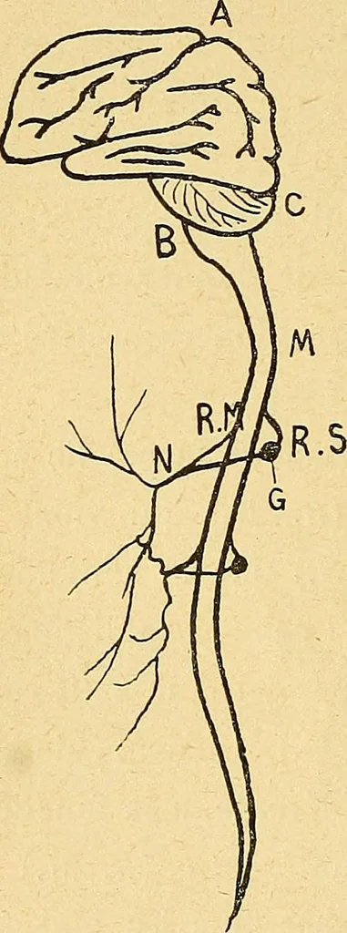 An illustration from Introduction à la médecine de l'esprit, 1898, leaf 197