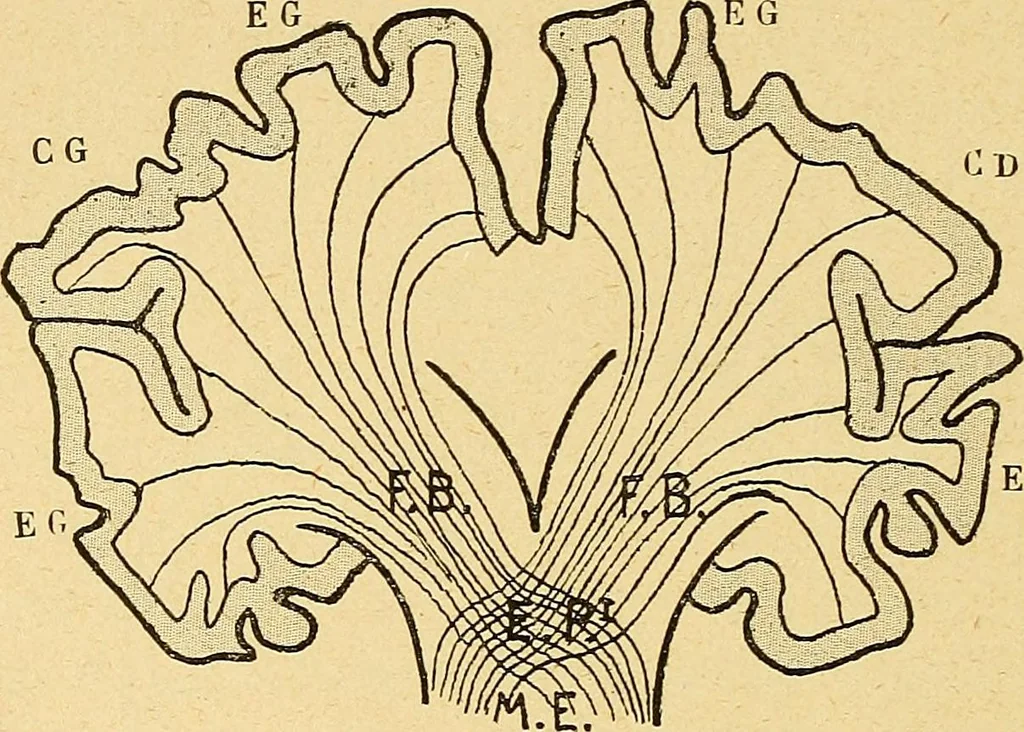 An illustration from Introduction à la médecine de l'esprit, 1898, leaf 201
