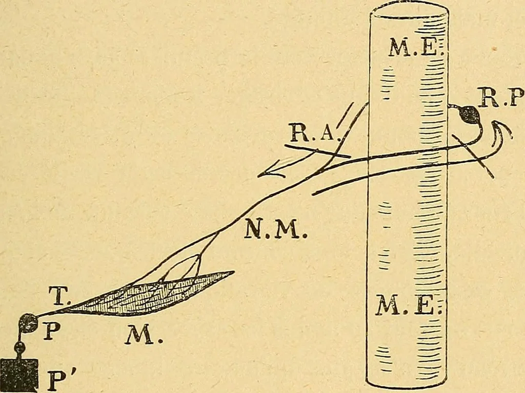 An illustration from Introduction à la médecine de l'esprit, 1898, leaf 268