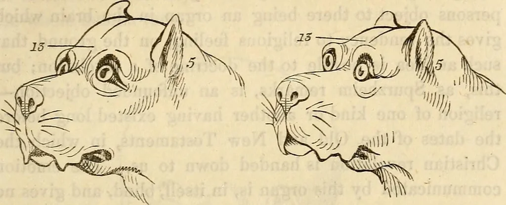 An illustration from An introduction to phrenology, 1837, leaf 100