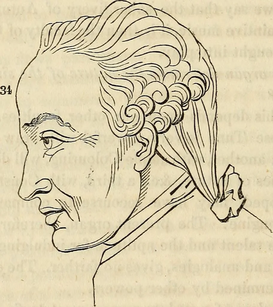 An illustration from An introduction to phrenology, 1837, leaf 157