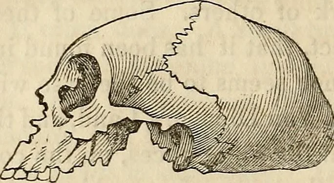 An illustration from An introduction to phrenology, 1837, leaf 205