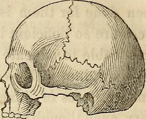 An illustration from An introduction to phrenology, 1837, leaf 205