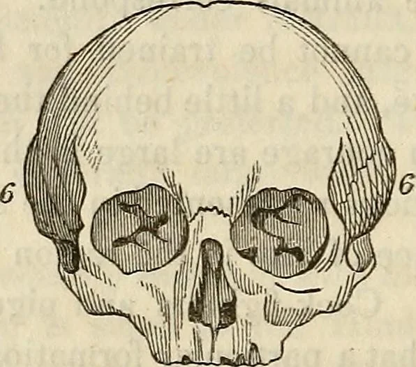 An illustration from An introduction to phrenology, 1837, leaf 65