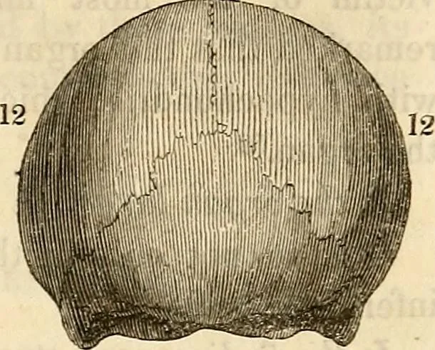 An illustration from An introduction to phrenology, 1837, leaf 94