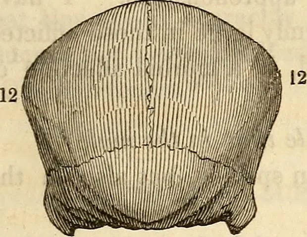 An illustration from An introduction to phrenology, 1837, leaf 94