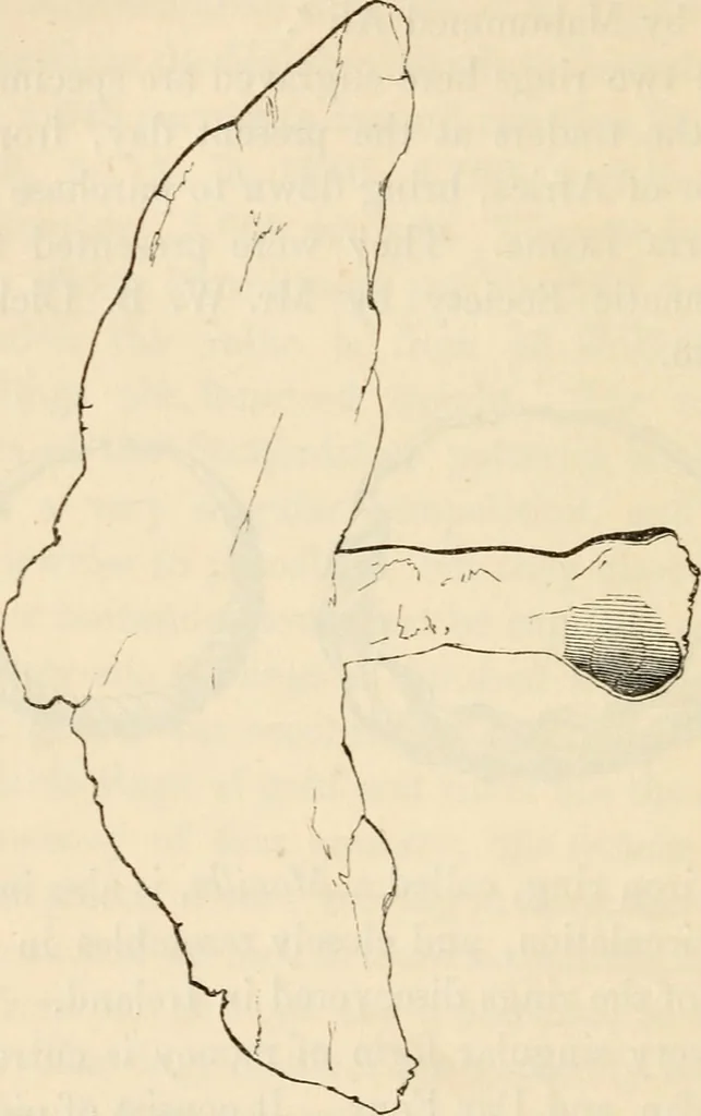 An illustration from An introduction to the study of ancient and modern coins, 1848, leaf 187