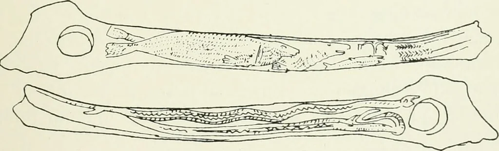 An illustration from An introduction to the study of prehistoric art, 1915, leaf 100
