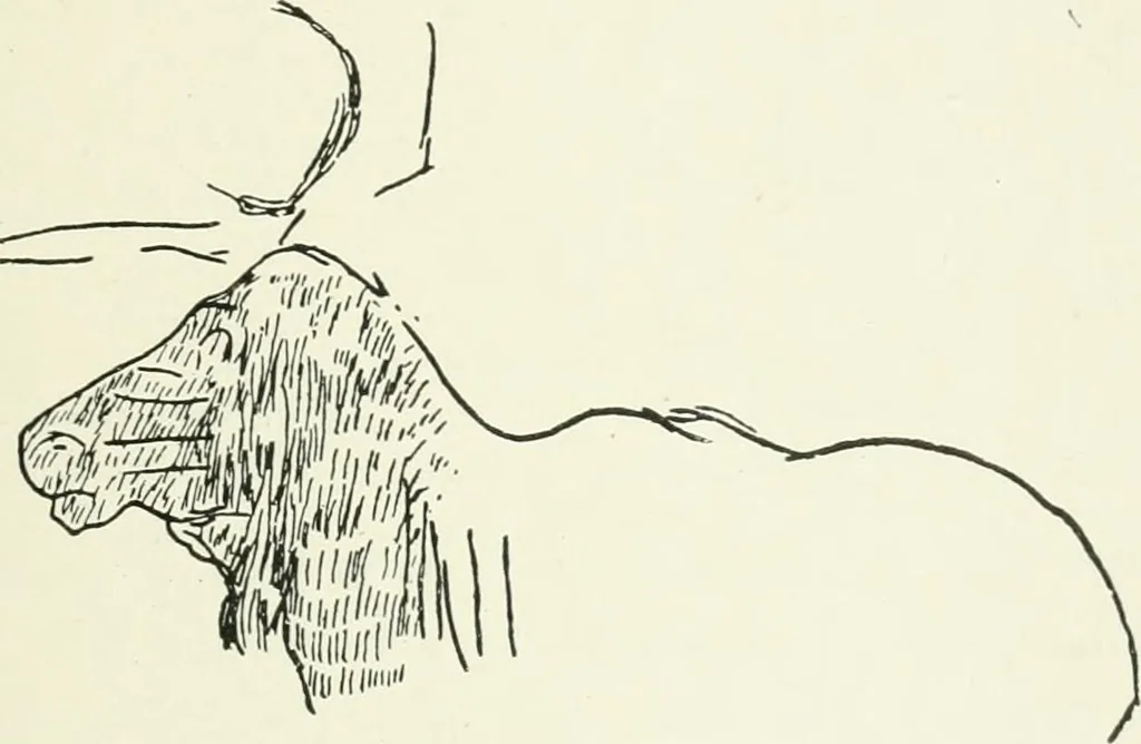 An illustration from An introduction to the study of prehistoric art, 1915, leaf 112