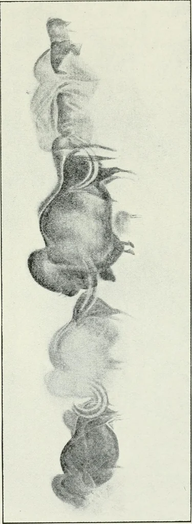 An illustration from An introduction to the study of prehistoric art, 1915, leaf 118