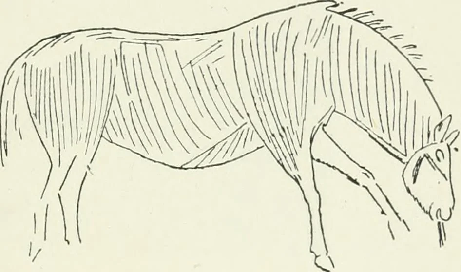 An illustration from An introduction to the study of prehistoric art, 1915, leaf 126