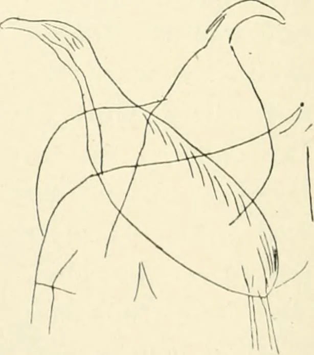 An illustration from An introduction to the study of prehistoric art, 1915, leaf 155