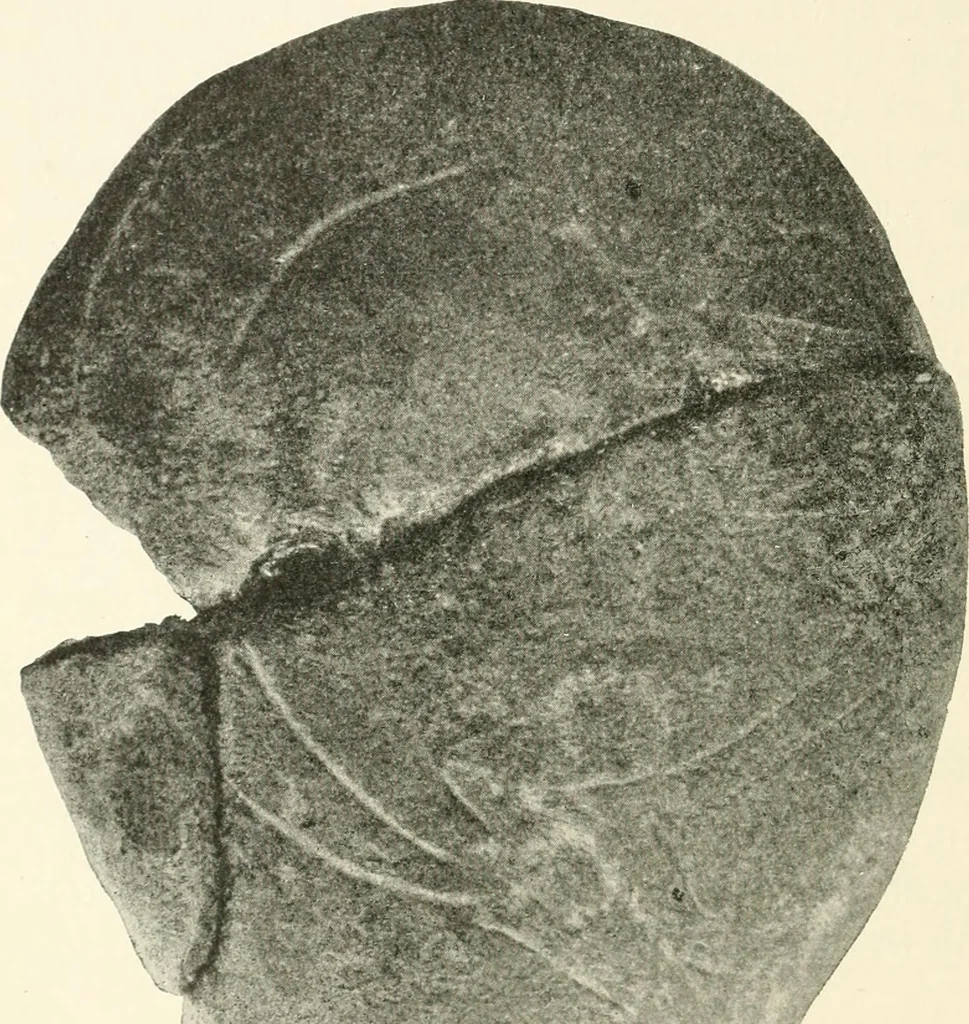 An illustration from An introduction to the study of prehistoric art, 1915, leaf 163