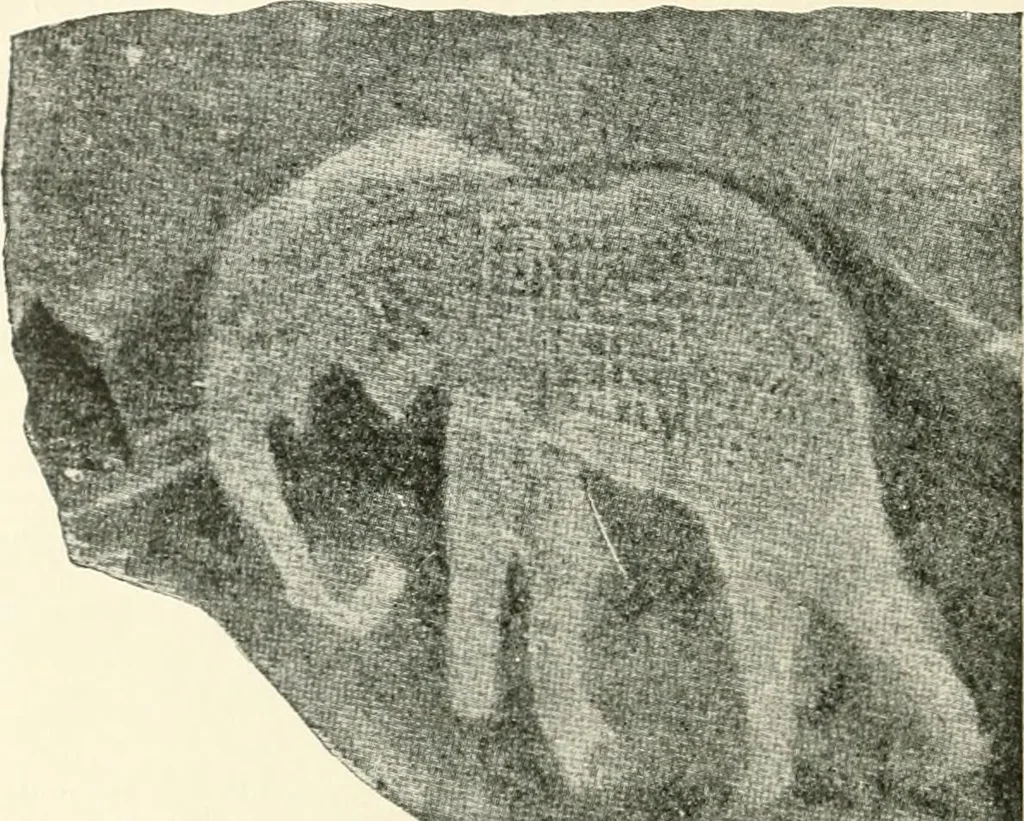 An illustration from An introduction to the study of prehistoric art, 1915, leaf 175