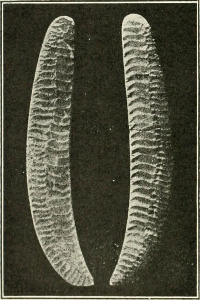 An illustration from An introduction to the study of prehistoric art, 1915, leaf 183