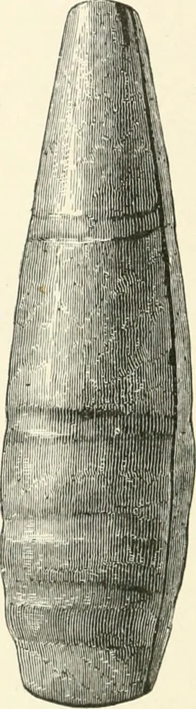 An illustration from An introduction to the study of prehistoric art, 1915, leaf 215