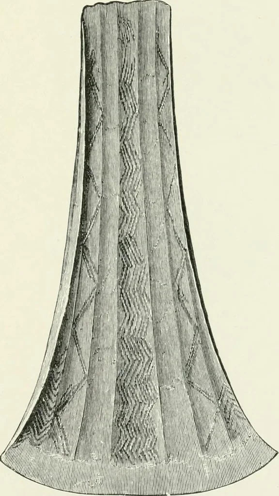 An illustration from An introduction to the study of prehistoric art, 1915, leaf 224