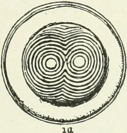 An illustration from An introduction to the study of prehistoric art, 1915, leaf 244