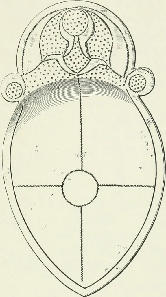 An illustration from An introduction to the study of prehistoric art, 1915, leaf 322