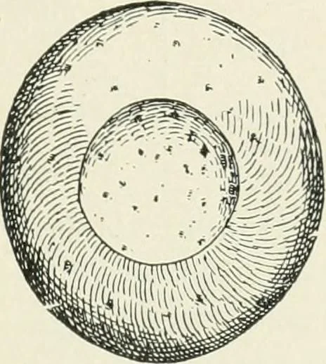 An illustration from An introduction to the study of prehistoric art, 1915, leaf 42