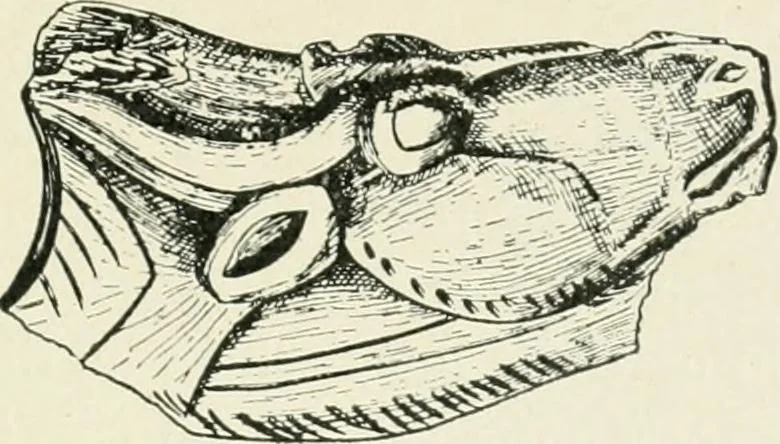 An illustration from An introduction to the study of prehistoric art, 1915, leaf 56
