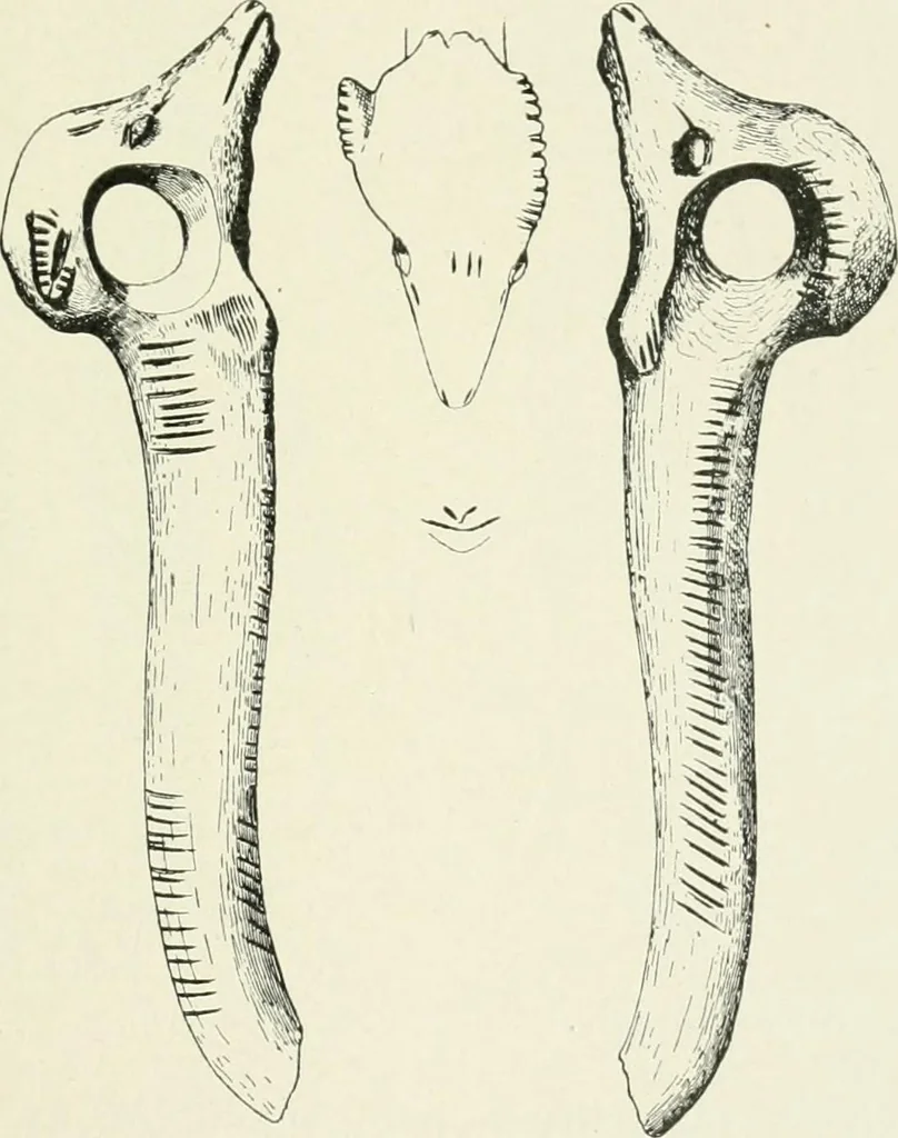 An illustration from An introduction to the study of prehistoric art, 1915, leaf 56