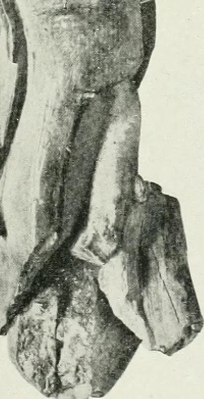 An illustration from An introduction to the study of prehistoric art, 1915, leaf 60