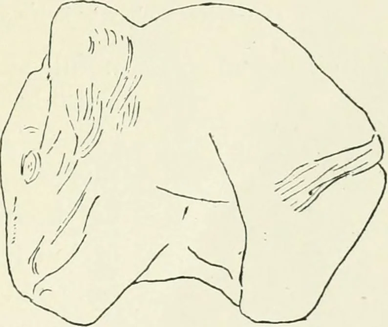 An illustration from An introduction to the study of prehistoric art, 1915, leaf 62