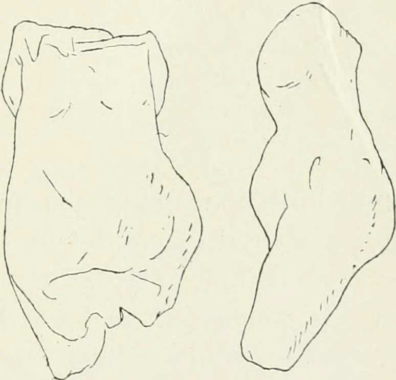 An illustration from An introduction to the study of prehistoric art, 1915, leaf 66
