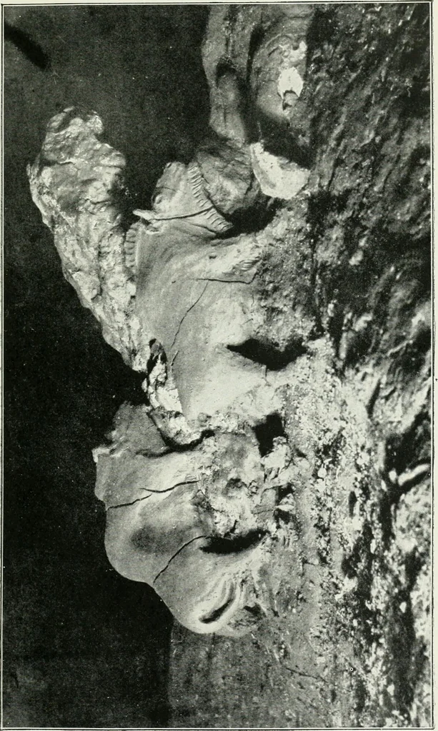 An illustration from An introduction to the study of prehistoric art, 1915, leaf 80