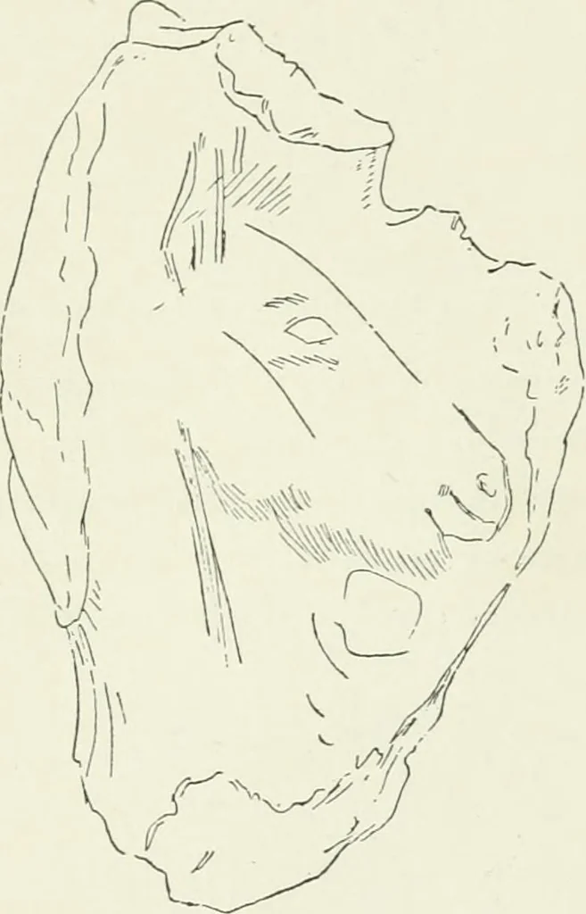 An illustration from An introduction to the study of prehistoric art, 1915, leaf 84