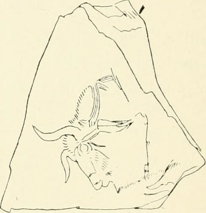 An illustration from An introduction to the study of prehistoric art, 1915, leaf 99