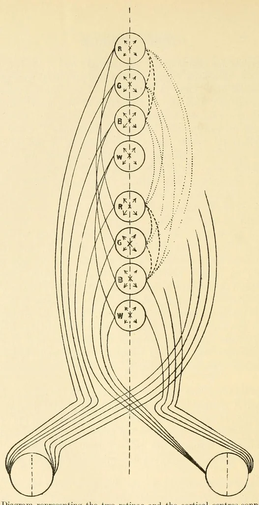 An illustration from An introduction to the study of colour vision, 1915, leaf 306