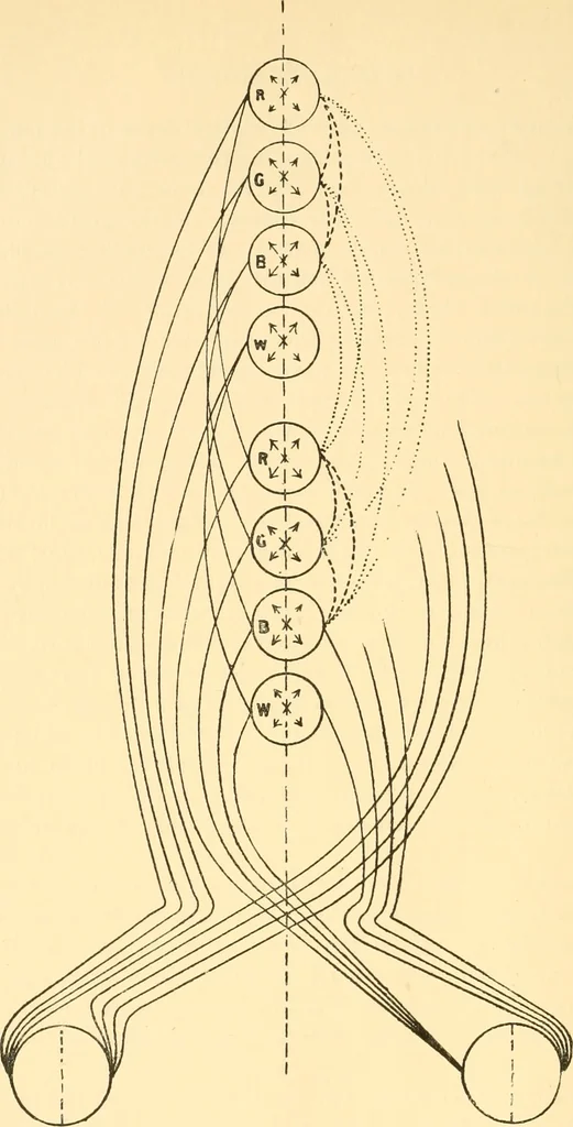 An illustration from An introduction to the study of colour vision, 1915, leaf 295